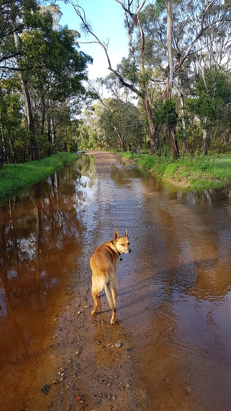 Cedar, a Kelpie / Red Heeler cross Dingo. Best Friend.