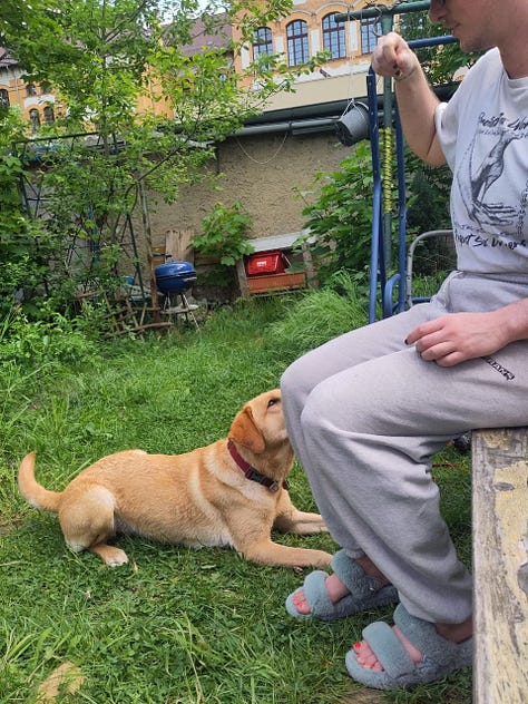 nine photos of a person in grey sweatpants and a dog. the dog is trying to jump and eat a cucumber from the person's hand