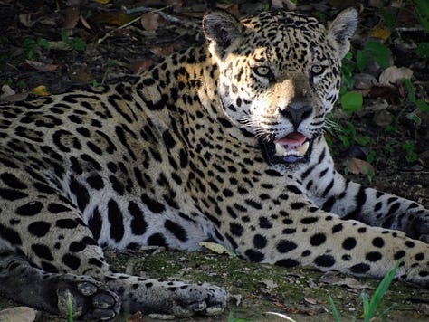 Pantanal jaguar