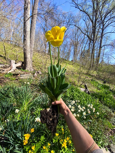 Spring Plants in Pennsylvania