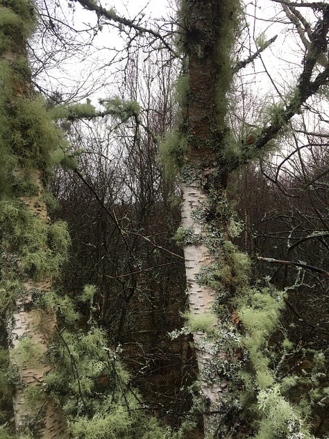 Images: various lichens on pine and birch trees along the forested paths to Loch Morlich and Loch an Eilein.