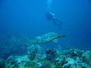 Three images of a scuba diver underwater, one with a sea turtle.