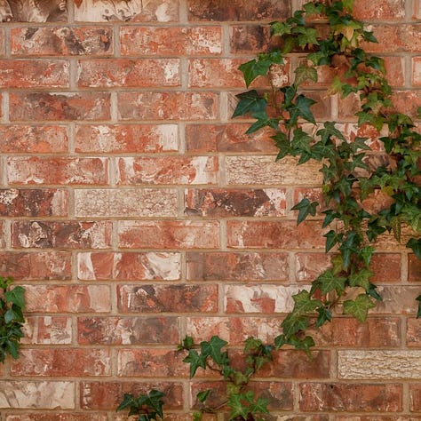 Signposts in Autumn Wood, Woman holding up Save The Planet Sign, Brick wall with ivy