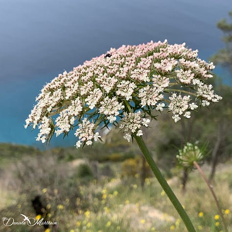 Images of the Mediterranean with its blue nuances. In the middle a white flower with the ocean as backdrop