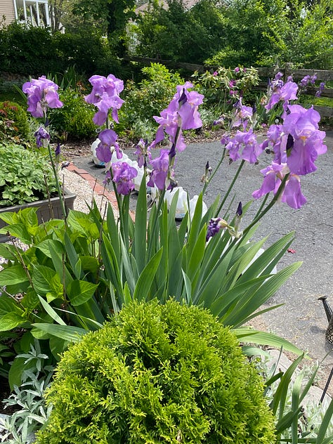 Irises and peonies in different colors