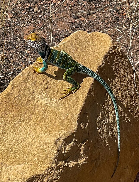collared lizard on the trail to Box Canyon Ruins in Wupatki national Monument