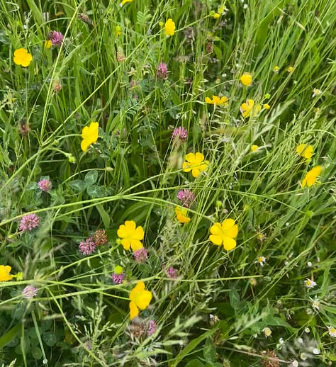 Buttercups and daisies growing wild in long grass