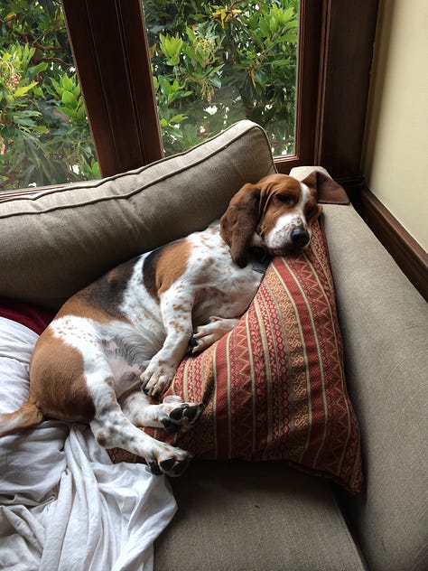 photos of Toby the basset hound