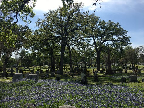 blue, purple, white, and pink lupine wildflowers abundantly blooming amongst concrete headstones in a cemetery with large oak trees in Austin, TX