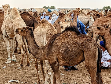 Mauritania camel market