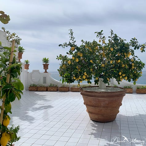 Amalfi lemon growing along the amalfi coast