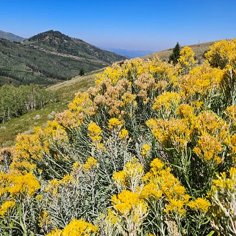 Rabbit Brush in the wild, making rabbit brush ink, and then all of my inks once they were made