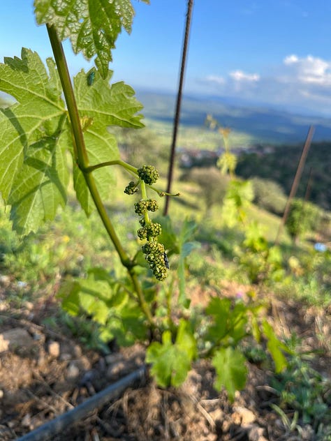 inflorescence Sardinia vineyard