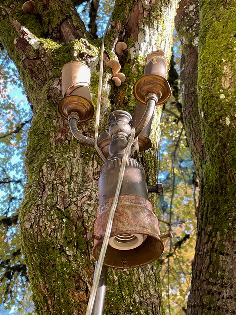 Series of 6 images described in text above: blue faery door, lamp in tree close up with mushroom, lamp in tree from far away with full tree, Sprite cans in crook of tree, key hanging from a string, painted rock wedged in tree bark with words "If it doesn't open, it's not your door" and a blue door