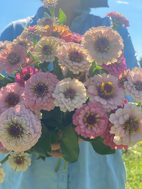 pastel zinnias from my breeding program