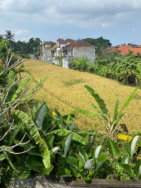 An image of a small path through a rice field, bright pink flowers with deep green leaves and another rice field picture with some houses in the background.