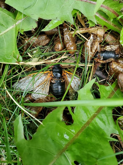 Cicada evolutions as nymphs, exoskeletons, adults, and carcasses