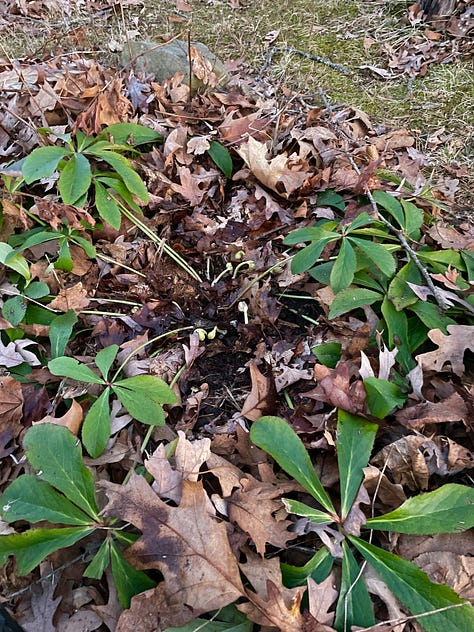 Cutting back Hellebore leaves: The plant before, leaves I removed, the flower buds after.