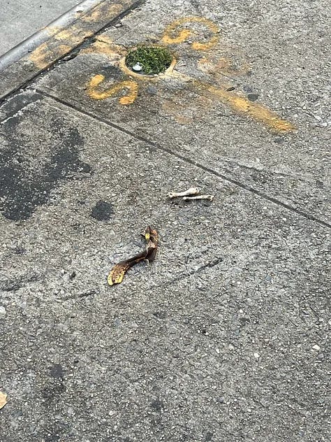 photos of sidewalks in NYC with chicken bones