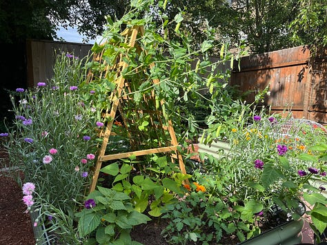 A pig figurine in a raised garden bed, garden harvest of lettuces, herbs, peas, Japanese inspired rock garden, Bird garden statue in another raised bed, nasturtium in the sunlight, garden harvest basket, california poppies, hand holding shelled pea, wide shot of garden bed with aframe trelis