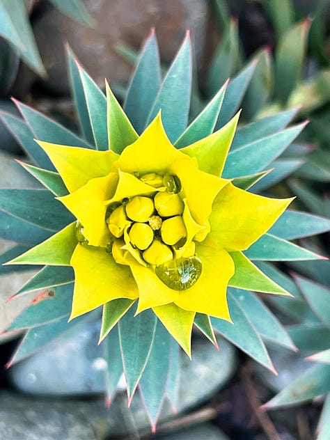 A gallery of colorful flowers, berries, and plants in every shade of the rainbow