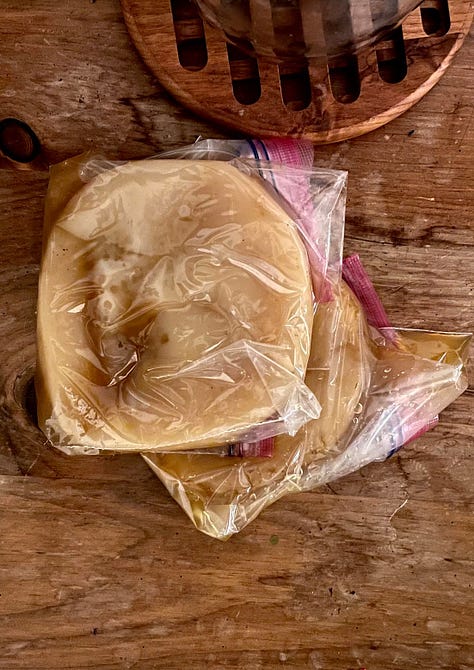 SCOBY, Blueberry, Ginger