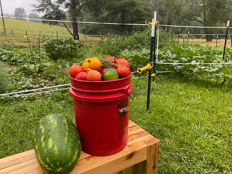 Beet, potatoes, tomatoes and watermelon