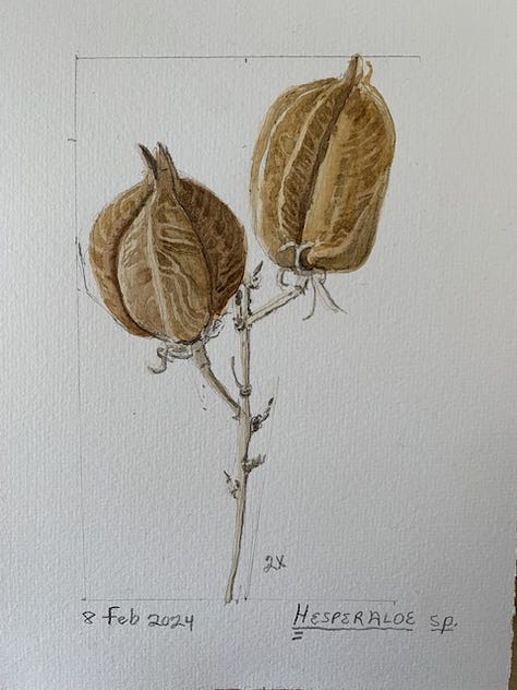 Watercolor sketches of native iris and hesperaloe seedpod with photo of Tetraneuris argentea