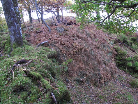 A natural shelter in the Scottish woods, recently thatched with a layer of bracken on top of heather. It is beginning to disappear into the wild, only the door and the smoke hole give it away. 