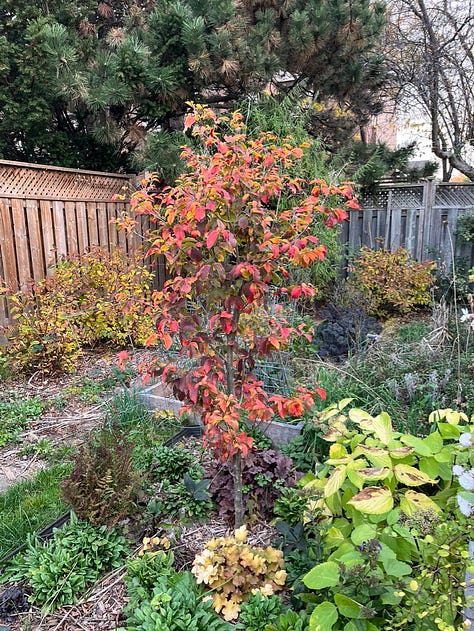 Fall foliage in my garden and neighbourhood