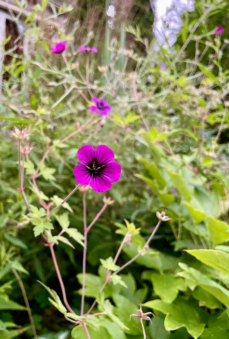 Flowers in the Cottage Garden: Echinacea, Euphorbia myrsinites, Clary sage, Geranium 'Ann Folkard', yellow lily 'Honeymoon', Echinops, Euphorbia donnii with Lilium regale, Eutrochium, one of the few Hemerocallis at Havenwood, H. 'Nosferatu'