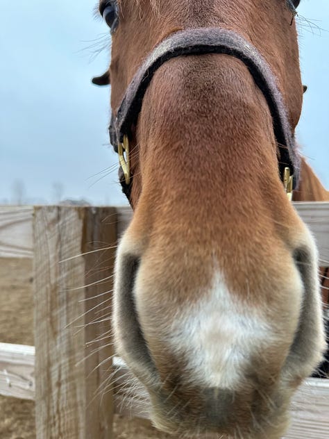 Photos of Mac, a brown horse, mostly of his head.
