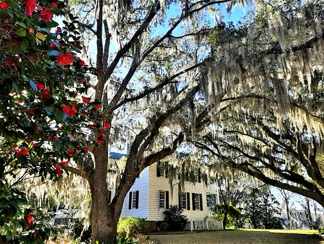 Trees at Hopsewee Plantation, along with a red flowering bush. The sun is shining through the branches of a very old live oak tree. Last photo shows an old dinner bell with trees in the background.