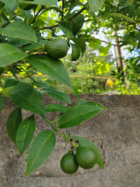 Around the Gorgiladze citrus farm