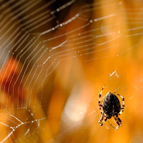 From left: unidentified sheet-web spider (Linyphiidae); Common Hammock Weaver (Linyphia triangularis); Cross Orbweaver (Araneus diadematus); ,