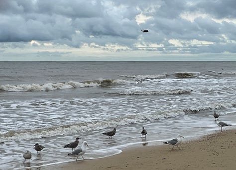 gulls and kittiwakes land for fisherman scraps