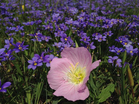 bright poppies, cherry blossoms, pink ladies, mountain laurels, red bud tree, paintbrushes, buttercups