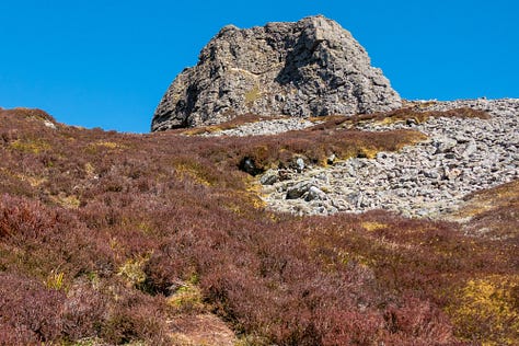 Frog, lizard & a tor on Morvern © Felicity Martin