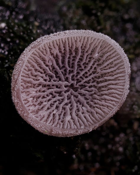 Resupinatus vinosolividus