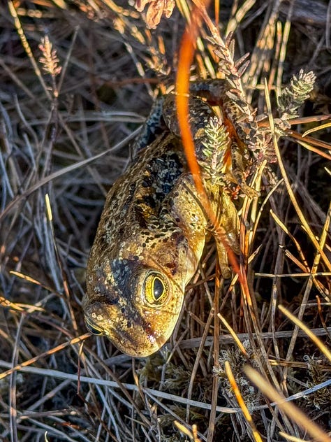 Frog, lizard & a tor on Morvern © Felicity Martin