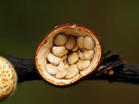Crucibulum simile