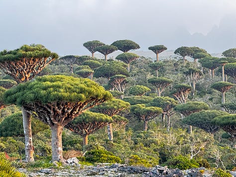 Dragon's Blood Tree