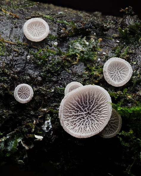 Resupinatus vinosolividus