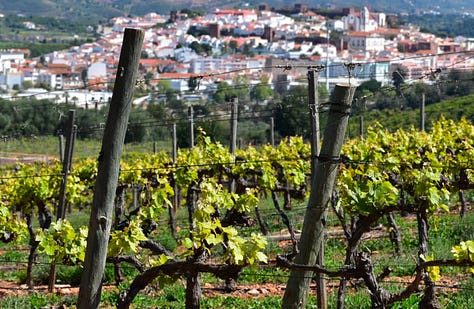 Vineyards, winery, Algarve, Convento do Paraiso