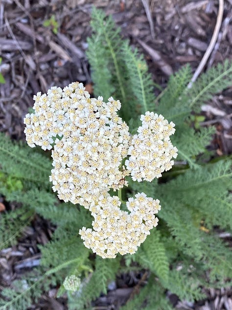 Achillea flowers and buds