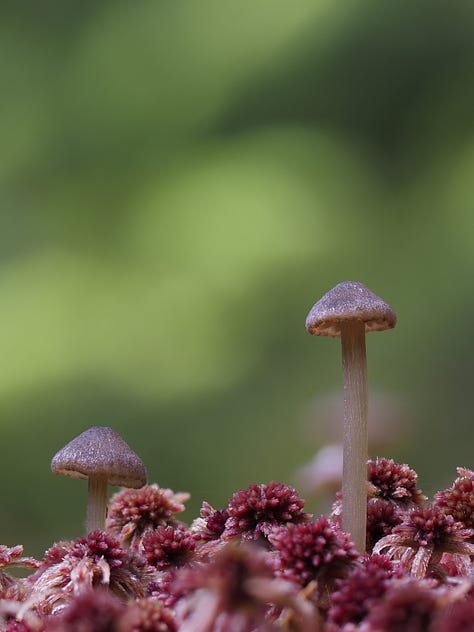 tiny brown moss cap mushrooms in moss