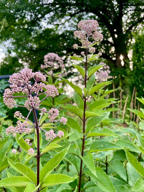 Flowers in the Cottage Garden: Echinacea, Euphorbia myrsinites, Clary sage, Geranium 'Ann Folkard', yellow lily 'Honeymoon', Echinops, Euphorbia donnii with Lilium regale, Eutrochium, one of the few Hemerocallis at Havenwood, H. 'Nosferatu'