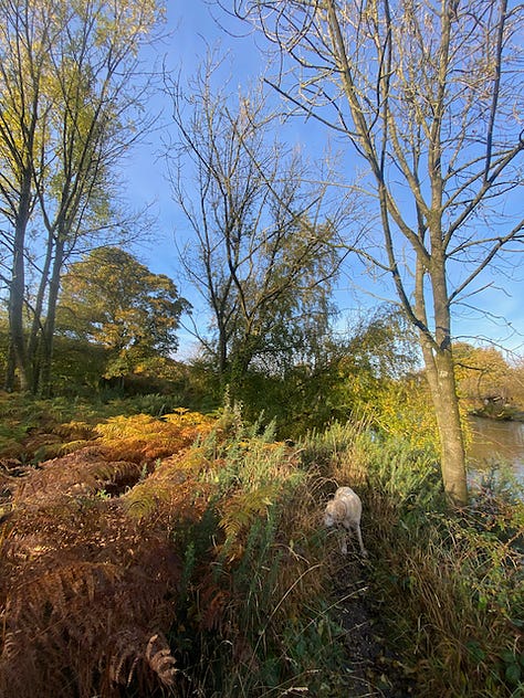 Three images of Ilkley Moor against a blue autumn sky. Rock valley, a large tree in orange and bright greens next to the water and bella a yellow labrador in amongst the grasses and ferns