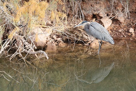 2 Blue Herons and one juvenile Black crowned Heron