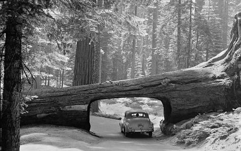 black and white photos of New York and the National Parks from 1901-1930